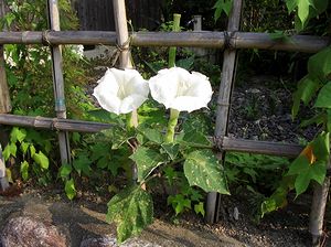 �܂��Ō�������