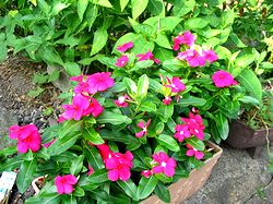 �܂��Ō�������