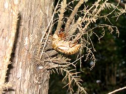 �Z�~�̂ʂ�����