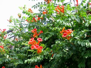 �܂��Ō���������