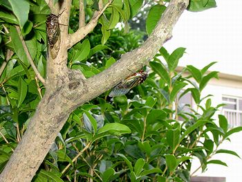 �q�ǂ��̍��A�u�V���[�V���[�v�ƌĂ�ł����N�}�[�~