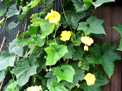 �w�`�}�H�̉�