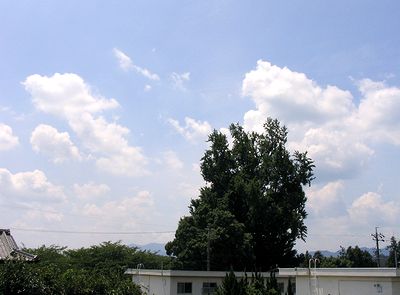 �C�`���E�̖؂Ɖċ�