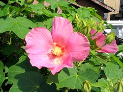 �܂��Ō���������