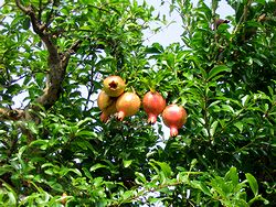 �U�N���̎�