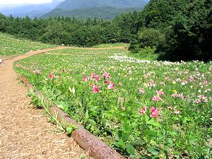 ��x�X�L�[��ɂ���u���̉��v