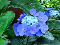 ���n���̃y���V�����ō炢�Ă����K�N�A�W�T�C