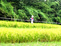 �H�ᒬ�Ō������g�������h