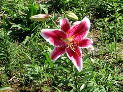 �D�]��������x�X�L�[��i���n���j�̂��̉�