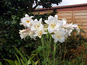 ���b�p�̌`���������̉�