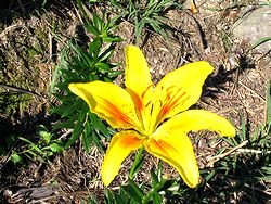 ��x�X�L�[��̂��̉�