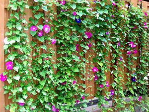 �܂��Ō��������������̉�