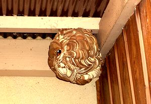 �䂪�Ƃ̏�����̌����ɂ���ꂽ��