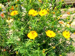 �܂��Ō�������