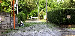 �䕗�ʉߌ�̃C�`���E�̗t�Ƒ|�������Ă��������ߏ��̕�