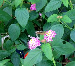 �܂��Ō�������