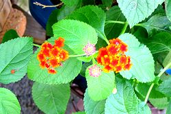 �܂��Ō���������