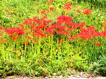 ���J�̔ފ݉ԁi���̋��ȈՍٔ����Ւn�j