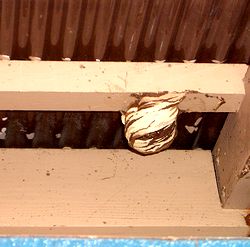 �����ꏊ�ɂ܂�����ꂽ�n�`�̑�