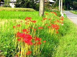 �ފ݉ԁi�����j