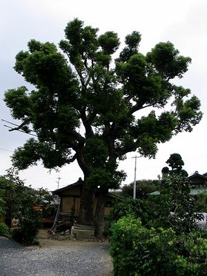 �܂��Ō��������؁i��쒬�j