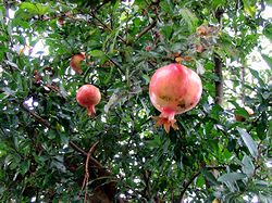 �U�N���̎�