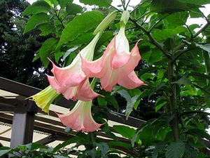 �܂��Ō���������