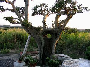 ��ʉ�����̕~�n�ɂ��郄�}�����̖؁i��K���j