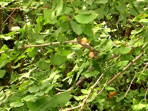 �C�`���E���̃M���i��