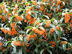 ��������������L�����N�Z�C�̉�