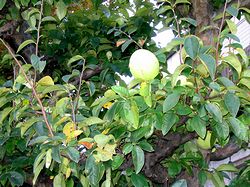 �܂��Ō������؂̎�