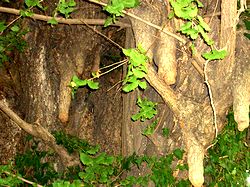 �@�p���̃C�`���E�̖�