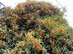 �܂��Ō��������L�����N�Z�C