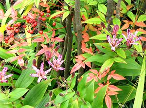 �܂��Ō�������