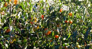 ����̏H�@�`�̎�