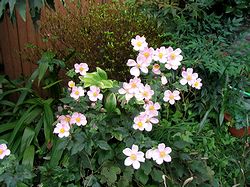 �܂��Ō�������