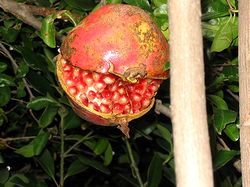 �����J����������̎�