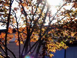 �g�t���n�܂��Ă��܂�