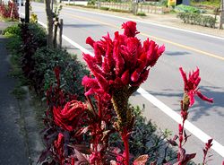 �P�C�g�E�̉�