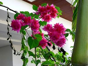 �^�C�̒m�l���瑗���Ă������^�C�̉ԇ�