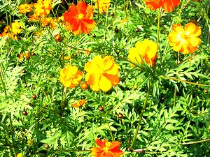 �R�X���X�̉�