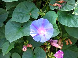 �ŋ߁A�܂��Ō�������