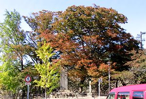 �g�t���n�܂��Ă��܂��i�����E�O�j