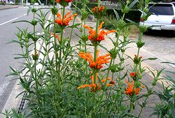 �܂��Ō�������