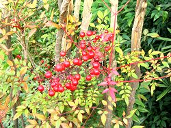 �i���e���̎�