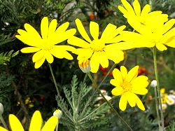 �܂��Ō���������