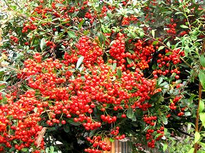 �܂��Ō���������