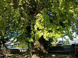 �g�t���n�܂����@�p���̃C�`���E�̖�