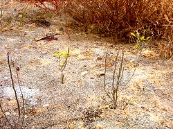 �͂ꂽ�����̖�