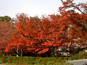 �������̍g�t